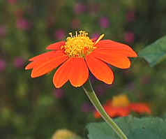 YOFA Rebbie's workshops feedback-flower image